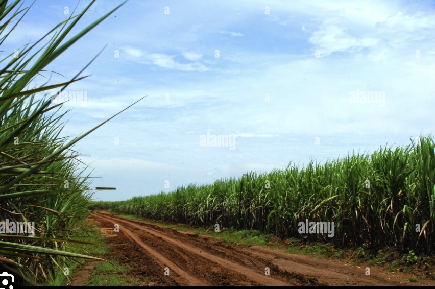 Indonesia is heading to sugar selt-suficiency target